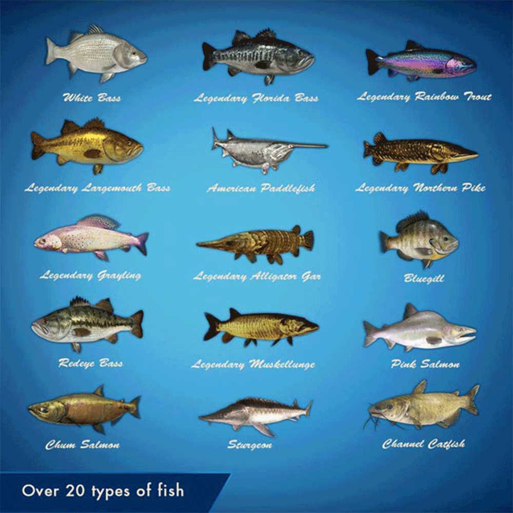 【就是要玩】NS Switch 傳奇小釣手 中文版 傳奇釣魚 Legendary Fishing 釣魚 海釣 體感 傳奇