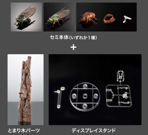 玩具研究中心 轉蛋 扭蛋 生物大圖鑑 蟬01 三種套組 附展示支架 8月預購