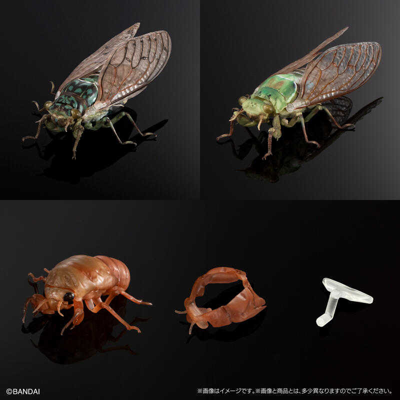 玩具研究中心 轉蛋 扭蛋 生物大圖鑑 蟬01 三種套組 附展示支架 8月預購