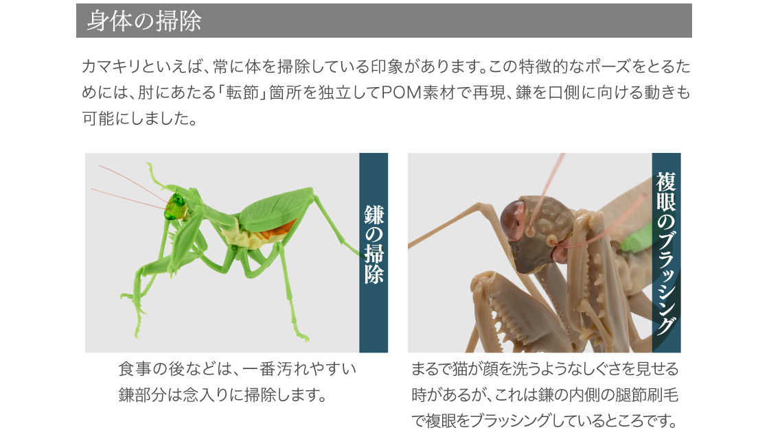 玩具研究中心  萬代 轉蛋 環保扭蛋 螳螂 昆蟲 可動 關節 棕色大腹 棕色小腹 2款1組 現貨代理