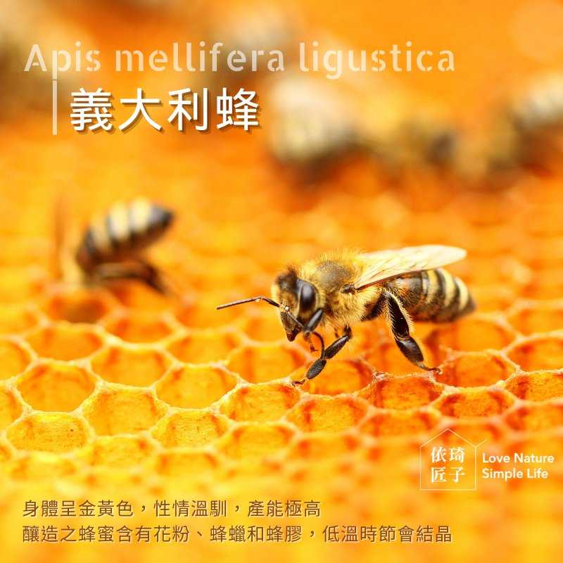 強強滾優選~【依琦匠子】正宗-天然草本漢方蜂梨糖-分享包