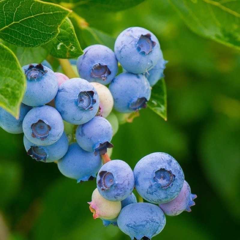 強強滾-AricAir 愛瑞雅 藍莓沙瓦氣泡飲 330ml/24瓶/箱