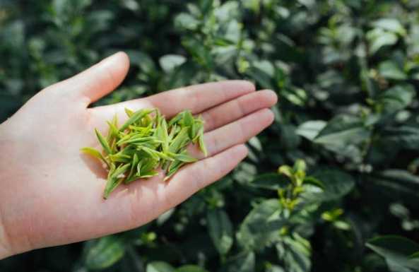 強強滾優選~冷萃氣泡茶-四季春476ml(24瓶/箱)