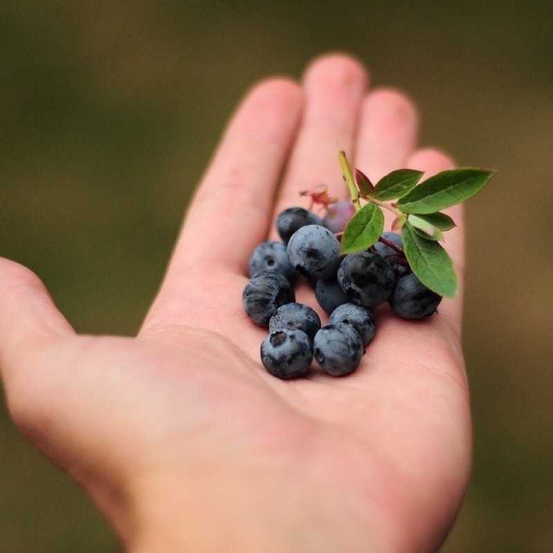 強強滾-AricAir 愛瑞雅 藍莓沙瓦氣泡飲 330ml/24瓶/箱