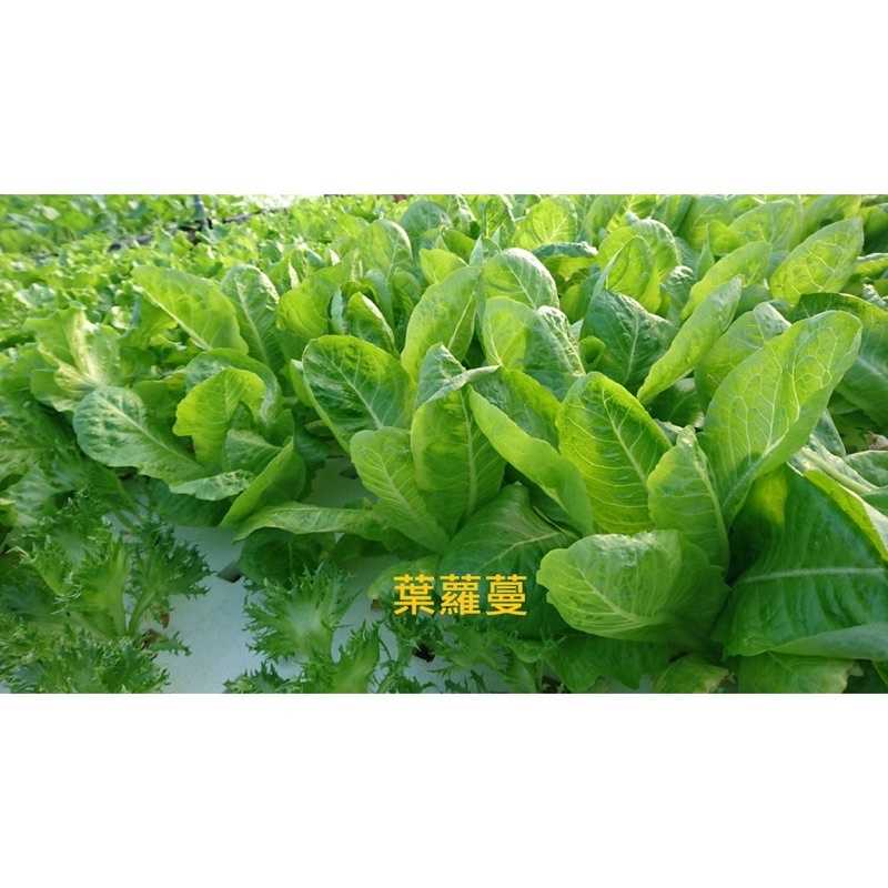 強強滾-滿6包送1,綜合生菜【魚菜共生農場-高級餐廳專用生菜】叢林生活