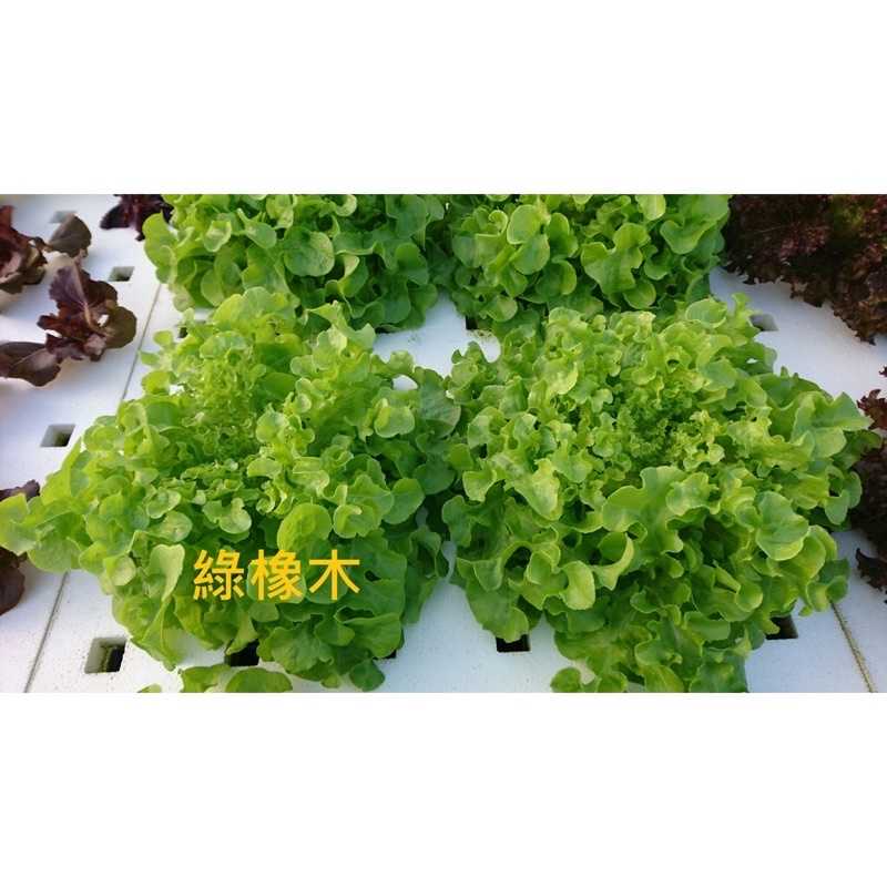 強強滾-滿6包送1,綜合生菜【魚菜共生農場-高級餐廳專用生菜】叢林生活