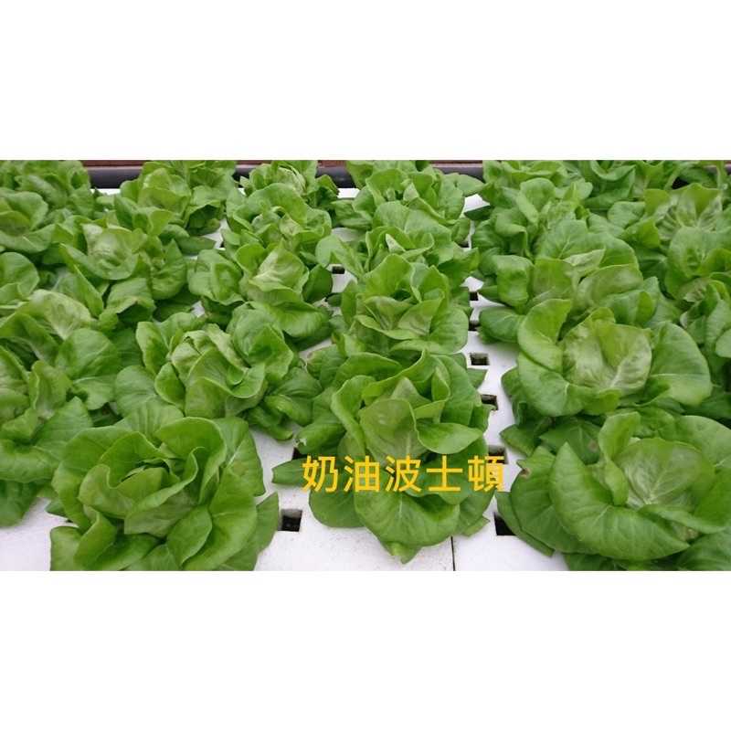 強強滾-滿6包送1,綜合生菜【魚菜共生農場-高級餐廳專用生菜】叢林生活