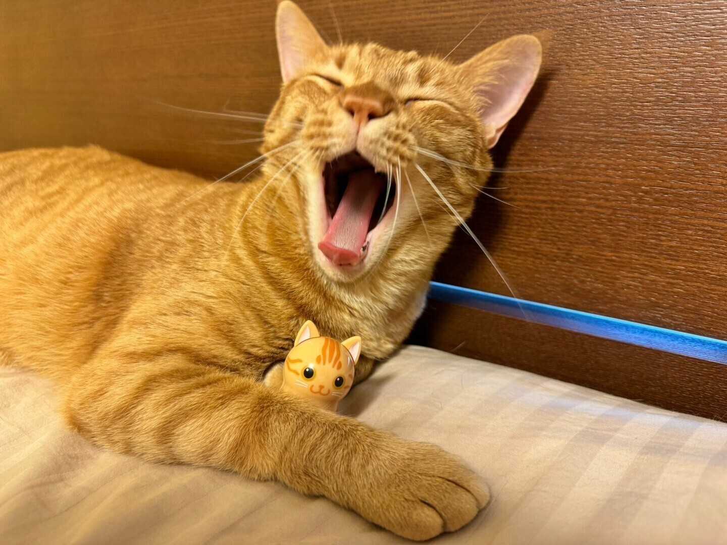 \u003cPJ-Store\u003e 花生不倒翁 貓咪系列 貓咪不倒翁 共20種可選