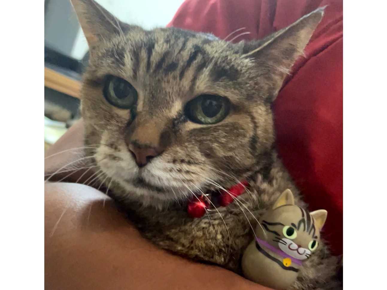 \u003cPJ-Store\u003e 花生不倒翁 貓咪系列 貓咪不倒翁 共20種可選