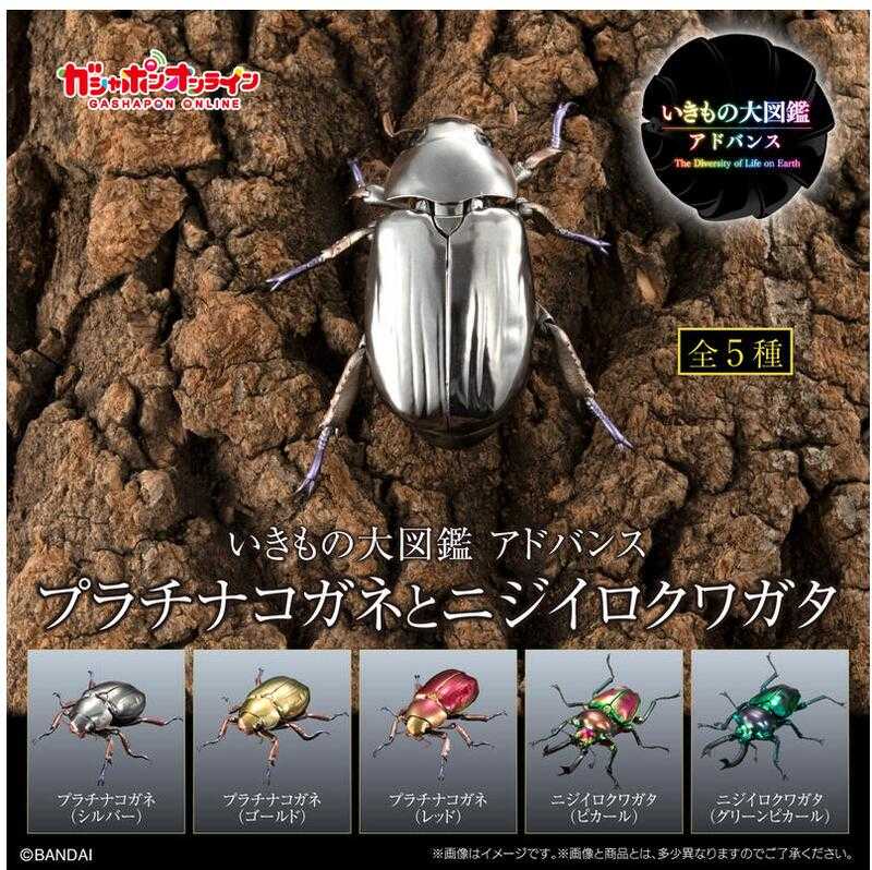 【台中金曜】店鋪現貨 PB限定 生物大圖鑑進擊 寶石金龜與彩虹鍬形蟲 轉蛋 扭蛋 全5種