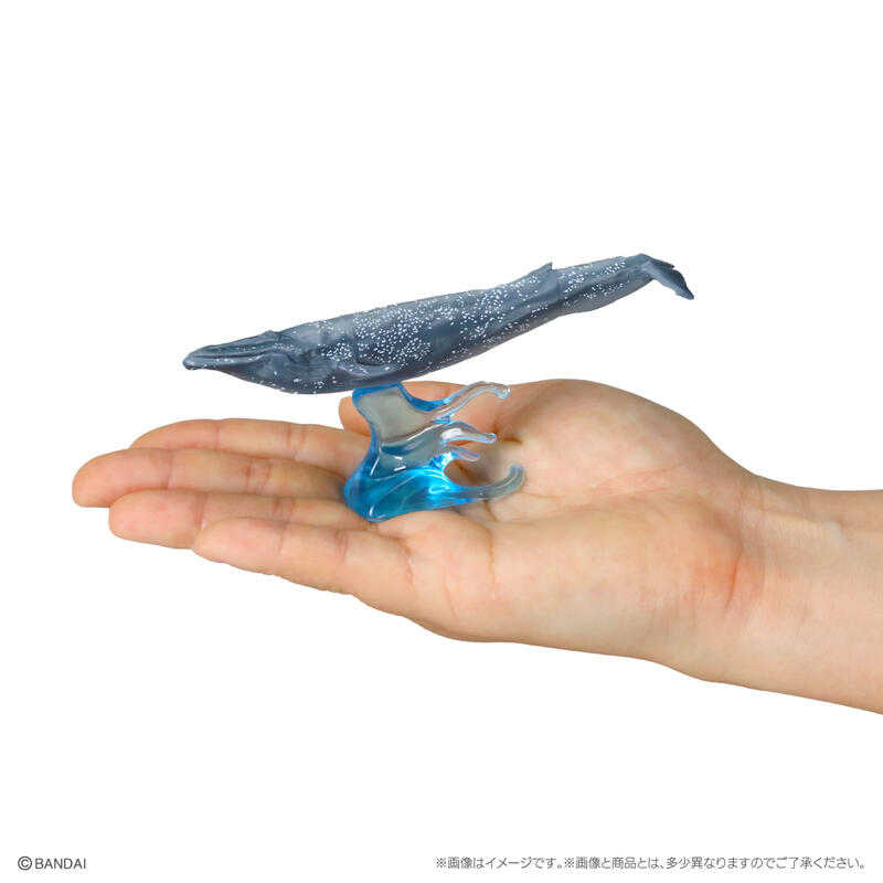 【台中金曜】店鋪現貨 BANDAI 生物大圖鑑 鯨魚 轉蛋 扭蛋 全4種