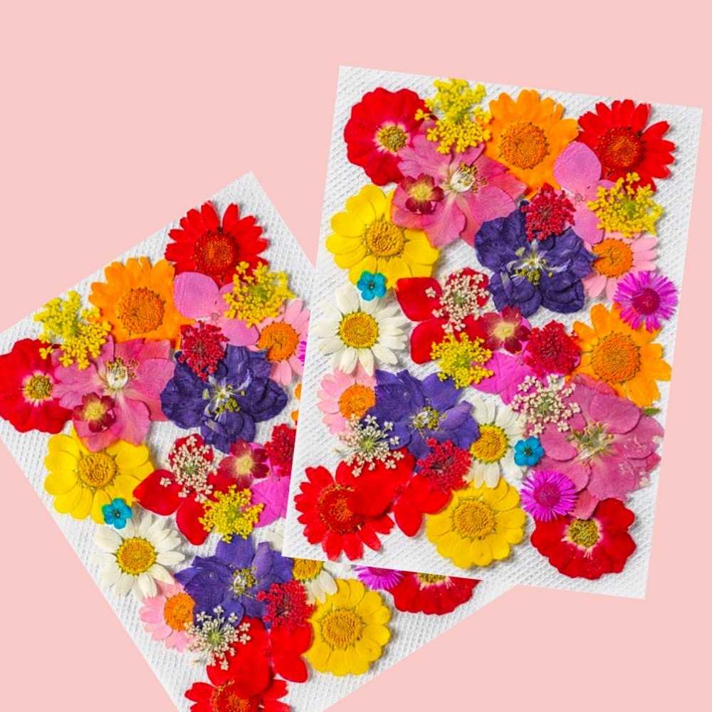 【A-ONE】永生壓花材 居家裝飾 乾燥壓花 不凋花 押花 拍照必備 花藝書籤 多款可選 植物標本壓花