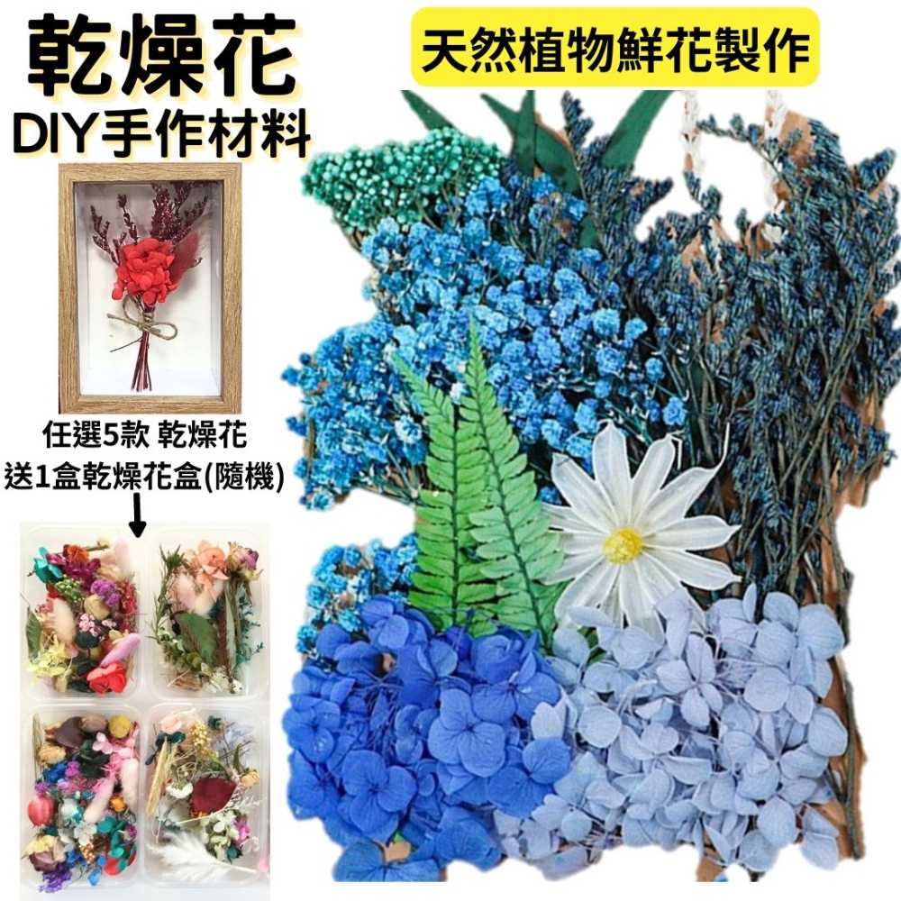 【A-ONE】永生花材料包 永生情人草 DIY天然乾燥花 植物果實 花材 花藝 乾燥花 不凋花 乾花 C13 藍色療癒