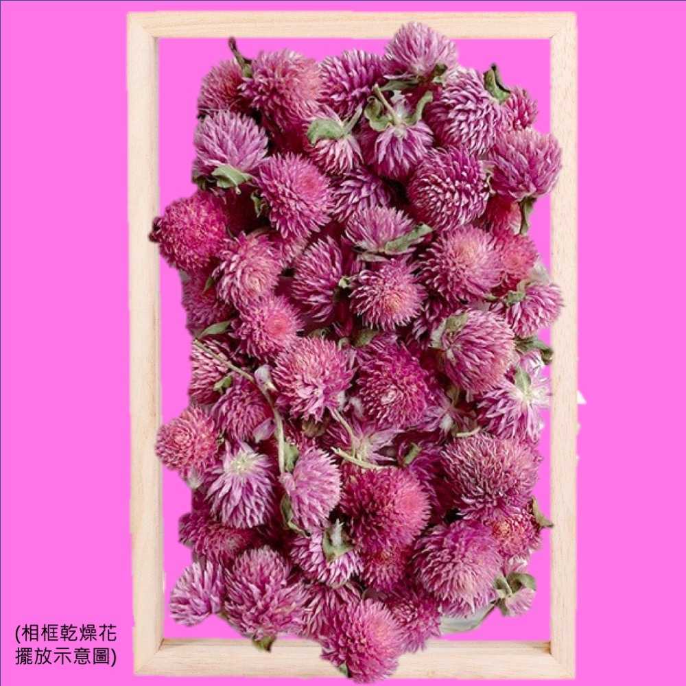 【A-ONE】千日紅 天然乾燥花 材料包 乾燥花材 花藝材料 松果 乾花 永生花 橡實 花瓣 拍照道具 婚禮 A16