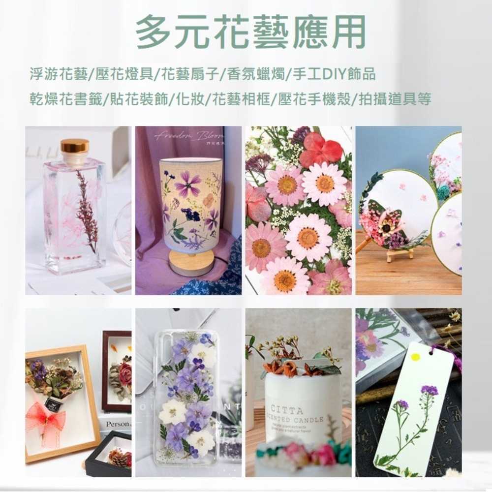 【A-ONE】真花壓花 永生花 春色粉菊花 DIY水晶滴膠 飾品 手帳裝飾 乾燥花 植物 押花標本 書籤