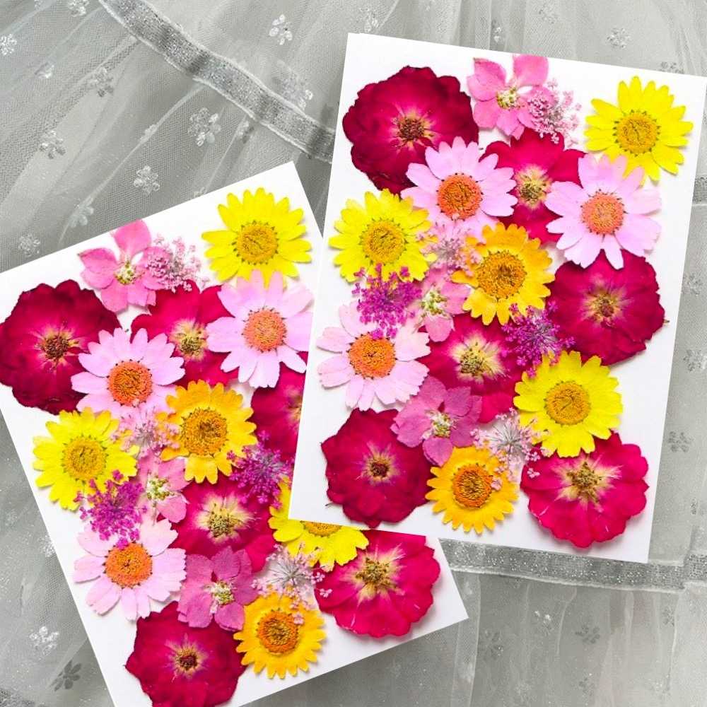 【A-ONE】乾燥壓花 浪漫菊色 書籤花 壓花書籤 押花書籤 永生花 乾燥花 押花 壓花書籤 花藝材料包