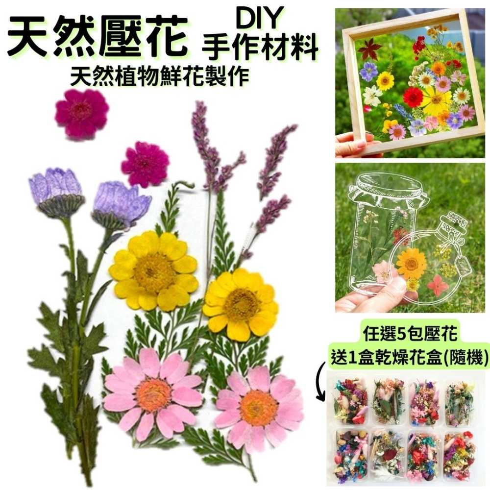 【A-ONE】真花壓花 永生花 春色粉菊花 DIY水晶滴膠 飾品 手帳裝飾 乾燥花 植物 押花標本 書籤