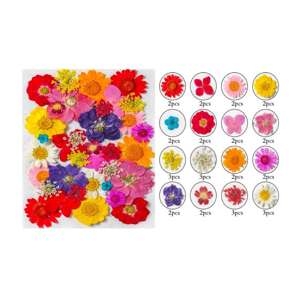 【A-ONE】永生壓花材 居家裝飾 乾燥壓花 不凋花 押花 拍照必備 花藝書籤 多款可選 植物標本壓花