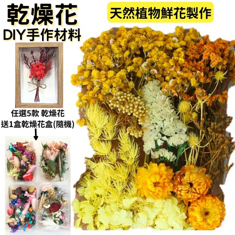 【A-ONE】永生花 永生花 果實 菊花 花束 捧花 乾燥花 不凋花 材料 永生花 花材 C09 秋高氣爽