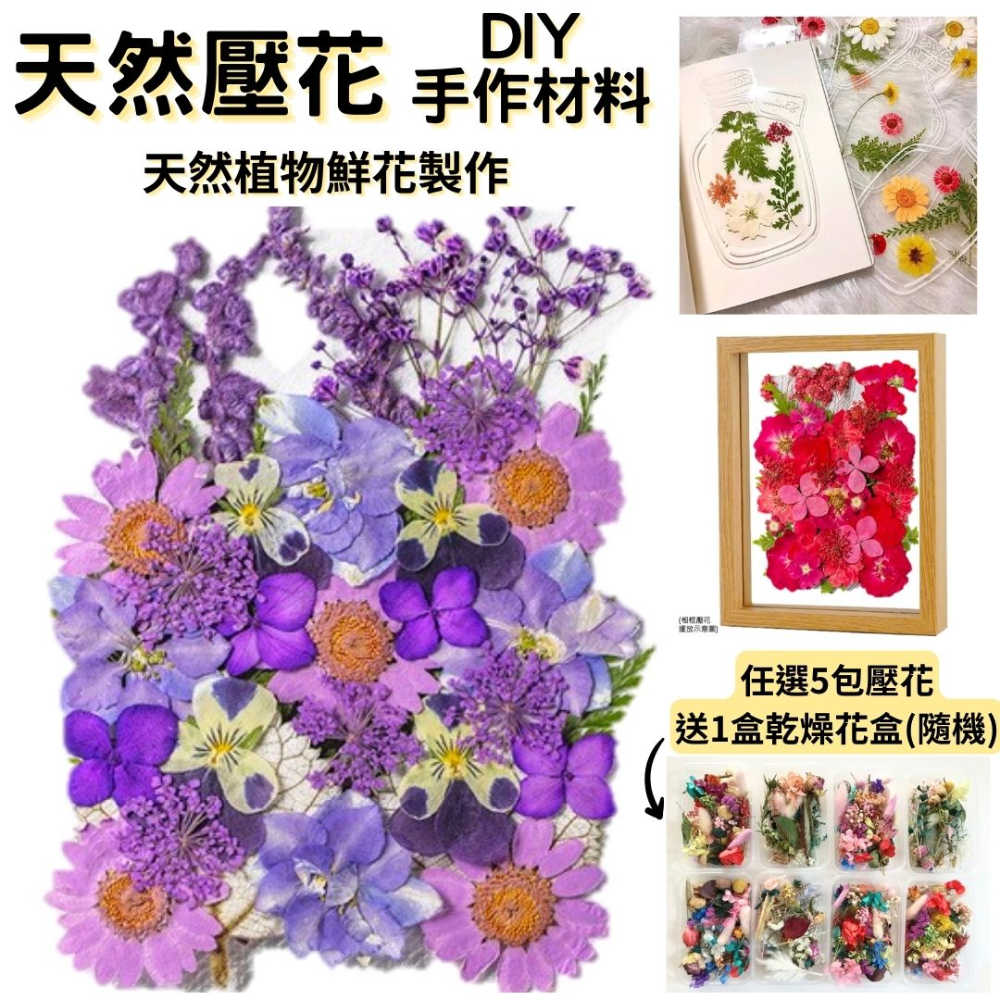 【A-ONE】永生壓花 乾燥壓花 書籤DIY 押花真花壓花 植物標本素材 乾花 小菊花 花藝材料包 永生花材