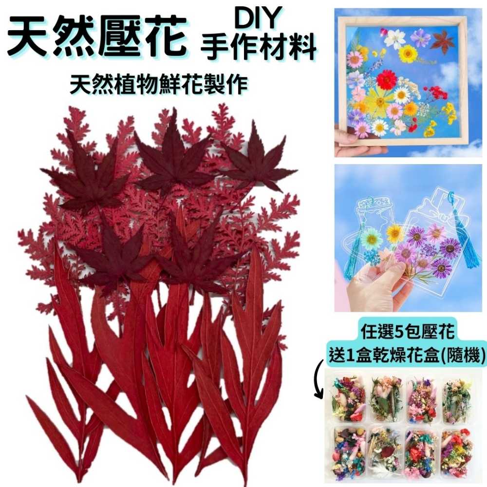 【A-ONE】壓花材料 乾燥花材料 壓花 押花 手工壓花 植物 壓花DIY 乾花 乾燥花DIY 書籤乾燥花