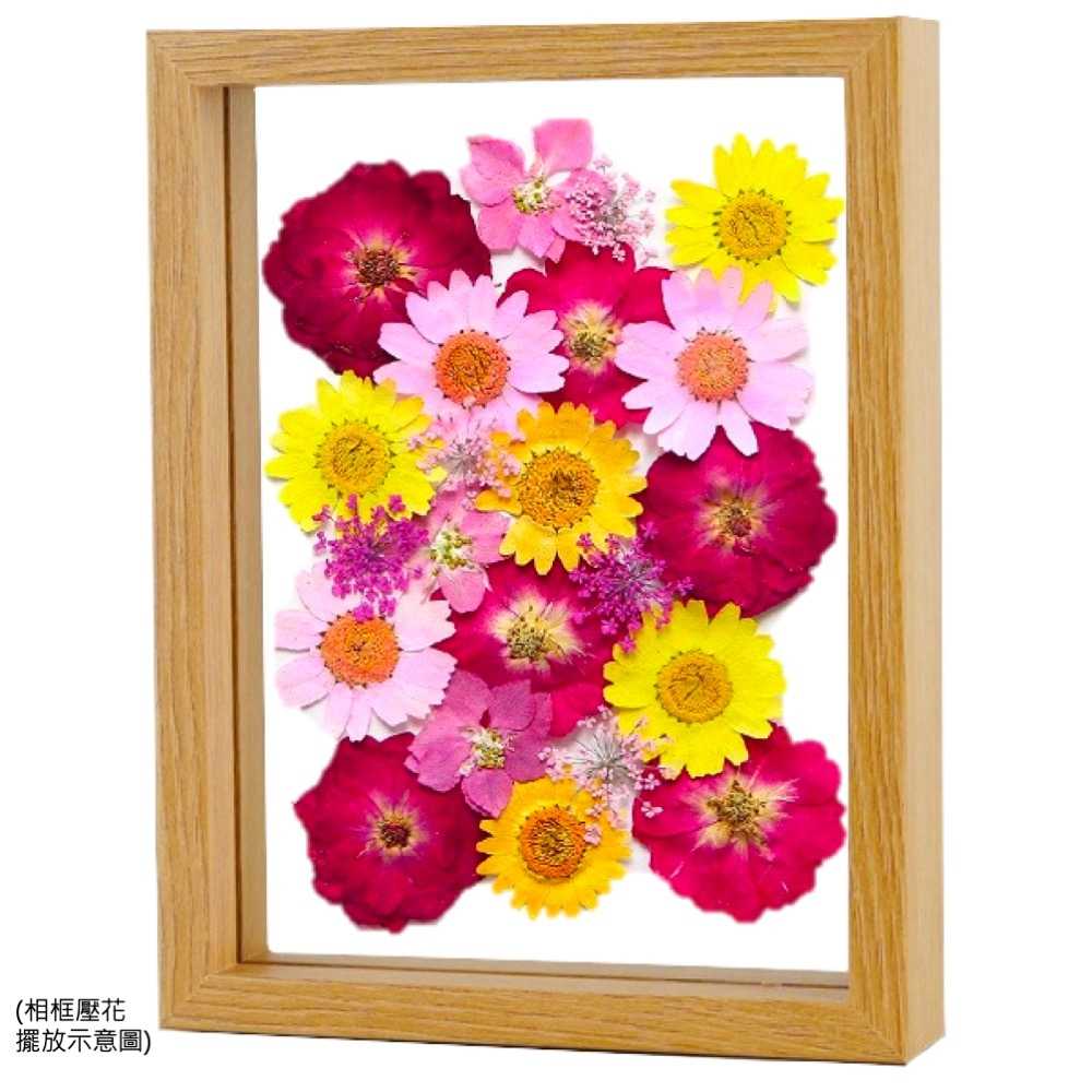 【A-ONE】乾燥壓花 浪漫菊色 書籤花 壓花書籤 押花書籤 永生花 乾燥花 押花 壓花書籤 花藝材料包