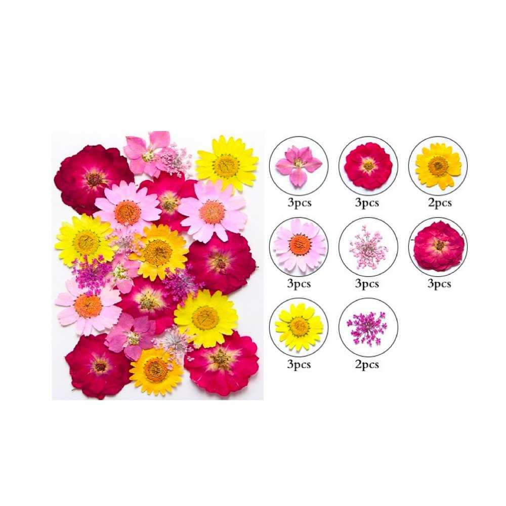 【A-ONE】乾燥壓花 浪漫菊色 書籤花 壓花書籤 押花書籤 永生花 乾燥花 押花 壓花書籤 花藝材料包