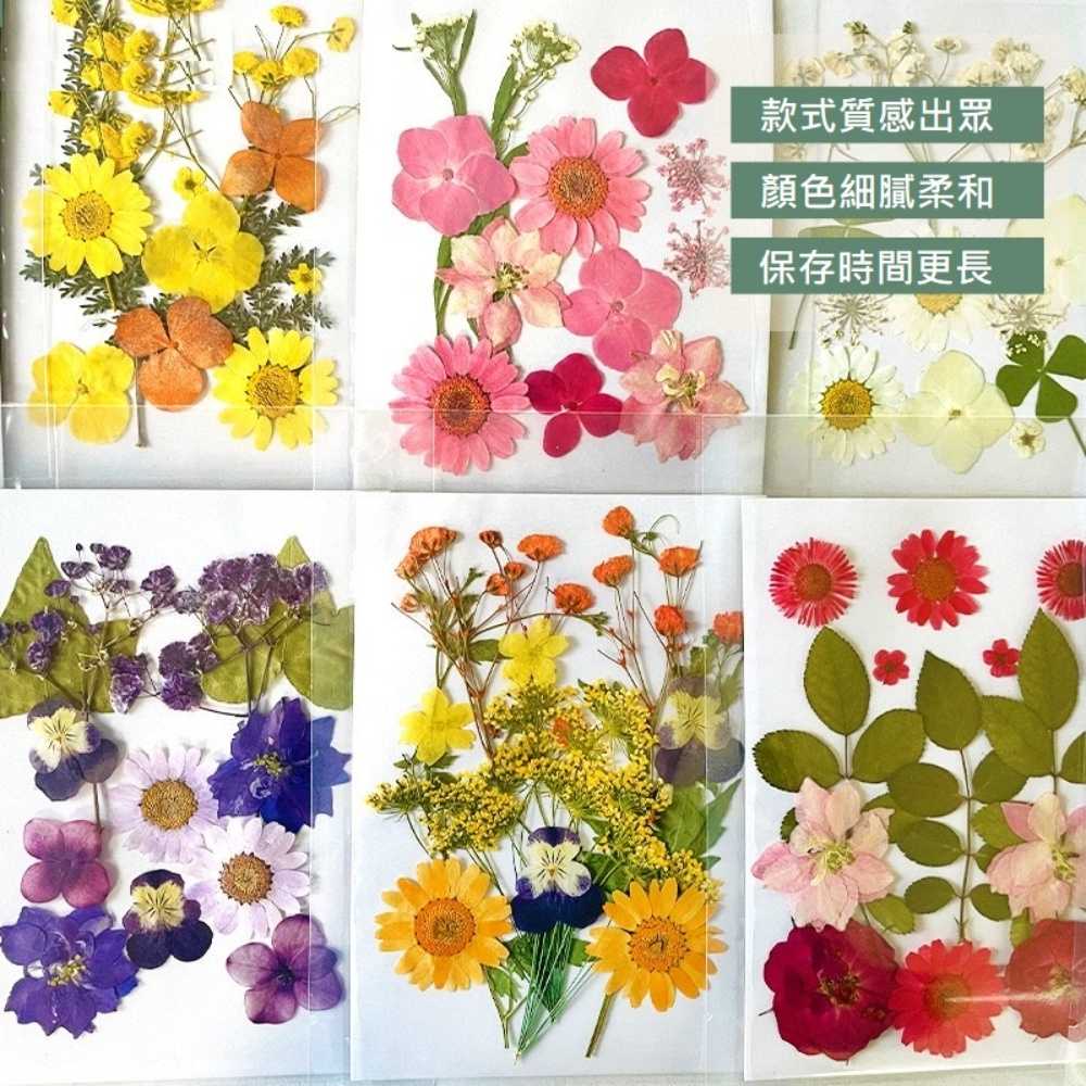 【A-ONE】真花壓花 永生花 春色粉菊花 DIY水晶滴膠 飾品 手帳裝飾 乾燥花 植物 押花標本 書籤