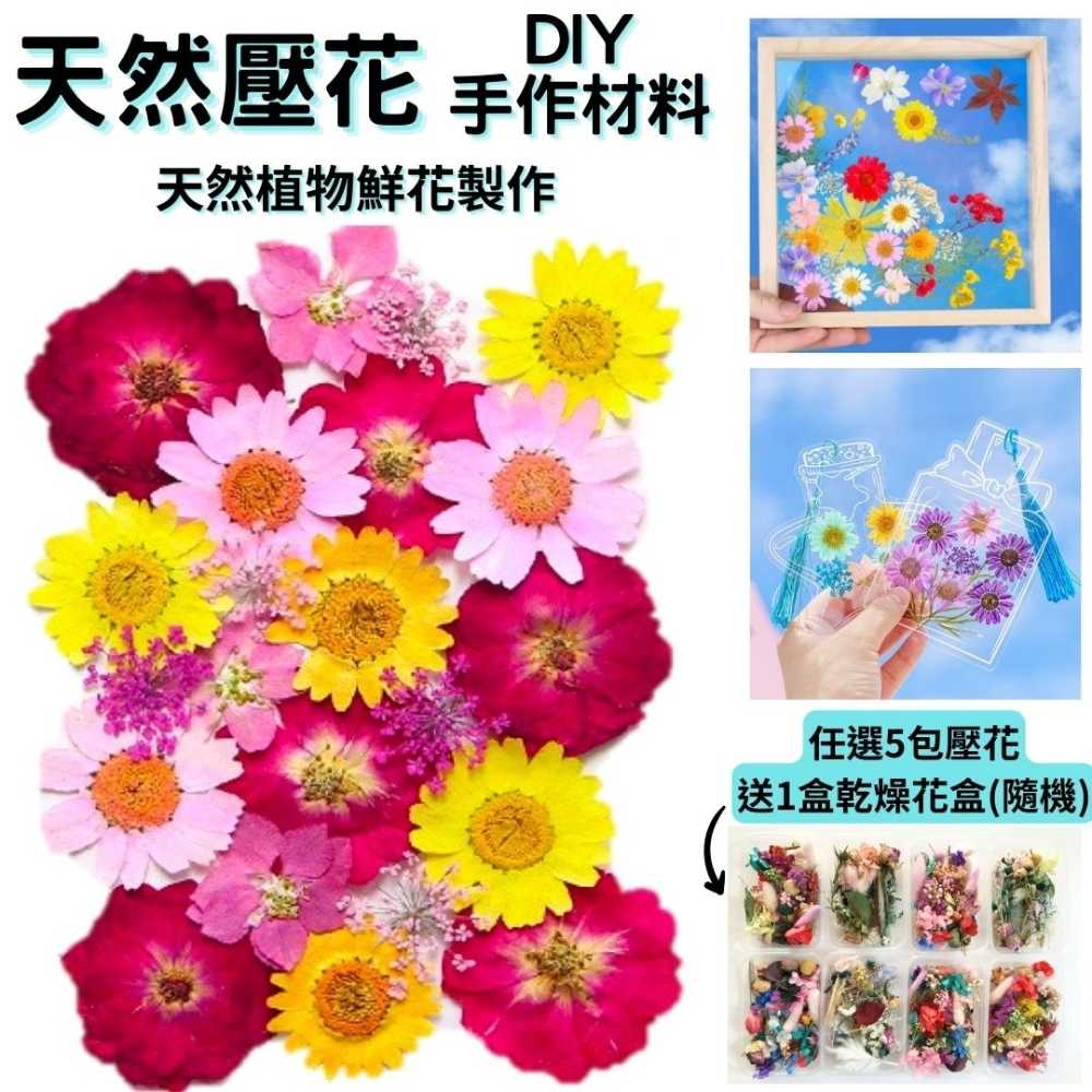 【A-ONE】乾燥壓花 浪漫菊色 書籤花 壓花書籤 押花書籤 永生花 乾燥花 押花 壓花書籤 花藝材料包