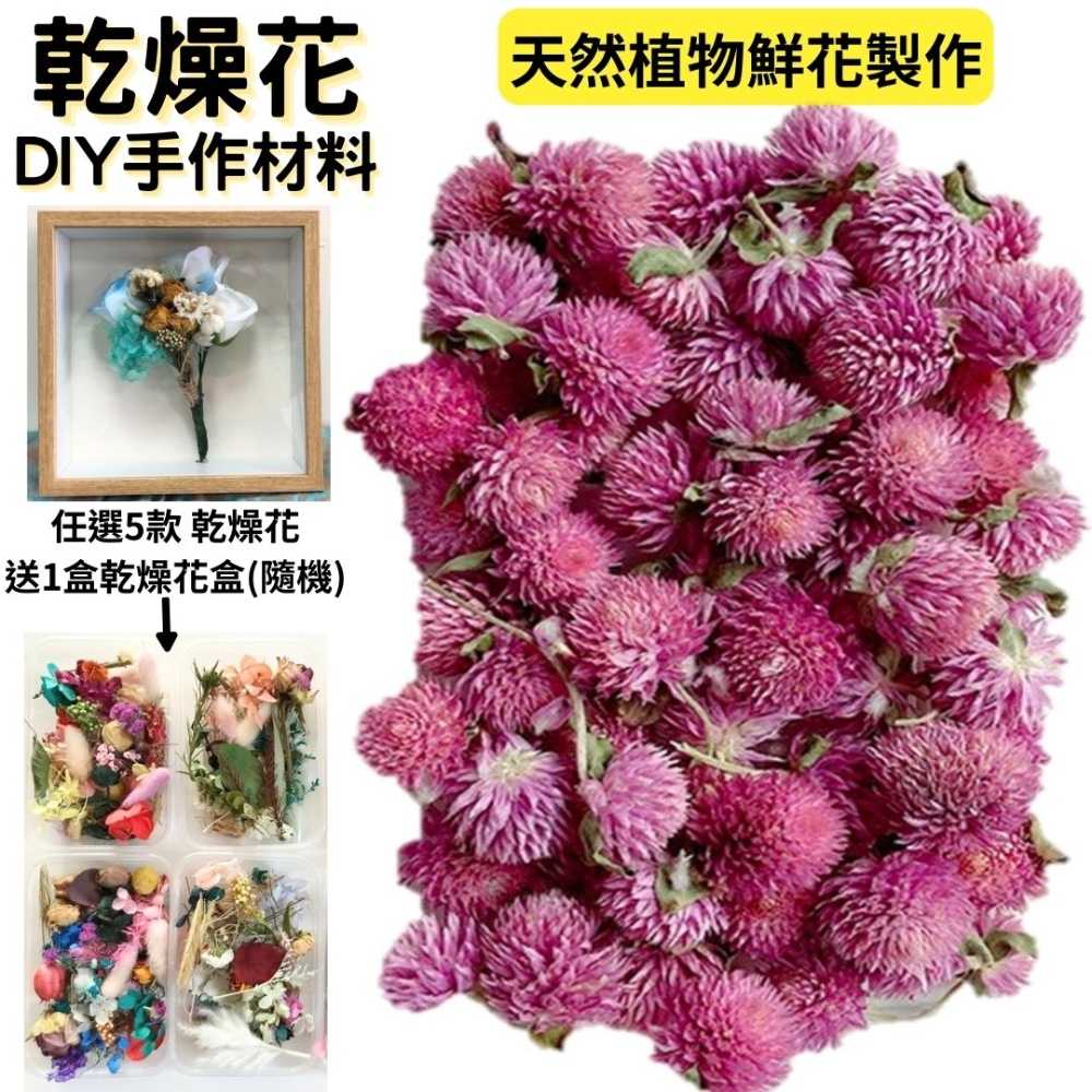 【A-ONE】千日紅 天然乾燥花 材料包 乾燥花材 花藝材料 松果 乾花 永生花 橡實 花瓣 拍照道具 婚禮 A16