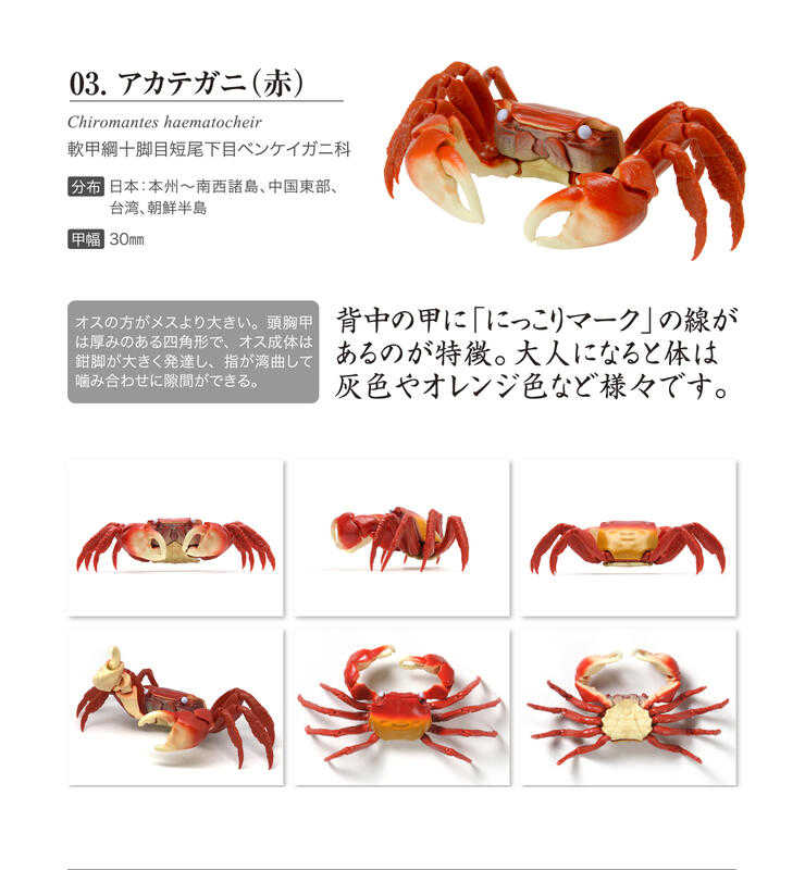【誥誥玩具箱】日版 現貨 BANDAI 扭蛋 生物大圖鑑 螃蟹02 單一款