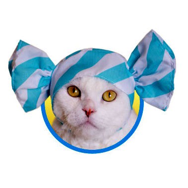 【⚜️FLY OUT⚜️】『現貨』 KITAN 奇譚 貓咪專屬頭巾 貓咪頭套 糖果紙 可愛可愛的貓糖 扭蛋 轉蛋 全6款