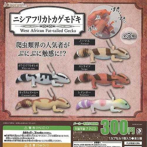 【cookie賊賊玩具】J.DREAM 西非 肥尾守宮 橡膠吊飾 壁虎 扭蛋 整套五款
