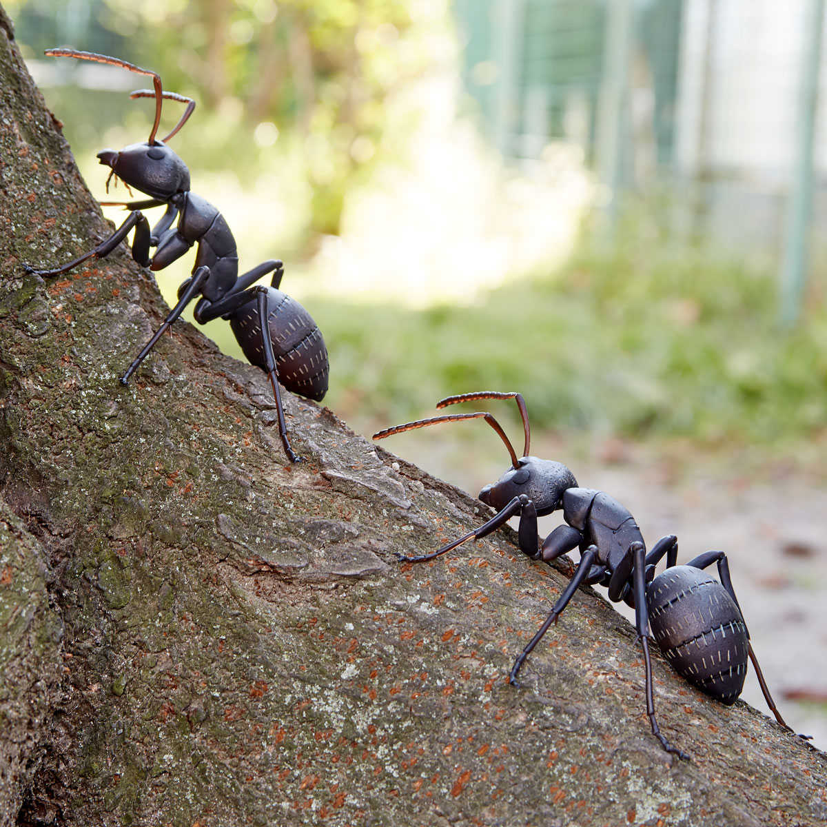 《夏本舖》日版 海洋堂 REVO GEO 日本弓背蟻 昆蟲 螞蟻 節肢動物 蟻科 山口式 輪轉 生物 擬真 模型 可動