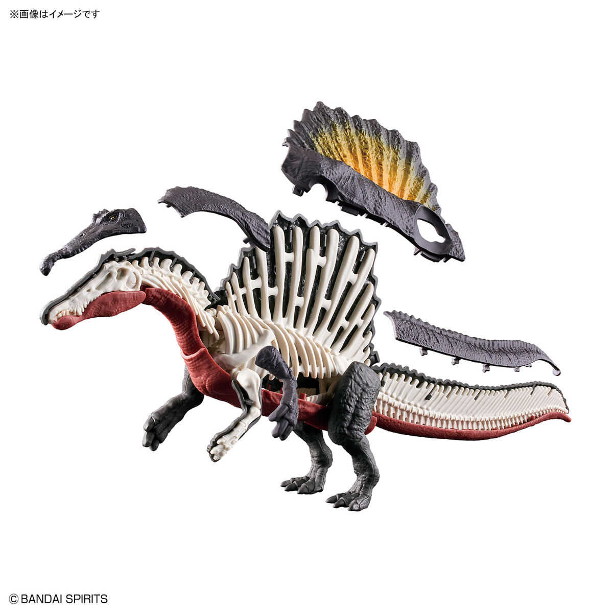【自由模型】全新現貨 BANDAI 組裝模型 萬代 恐龍組裝模型 #05 棘龍