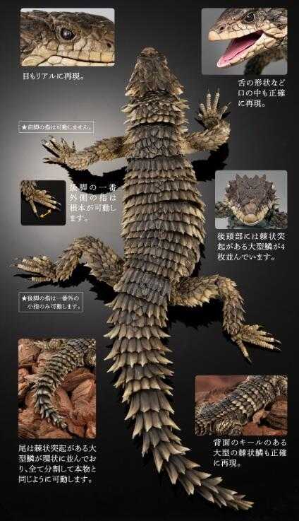 【上士】預購11月免訂金 代理版 扭蛋袋裝 生物大圖鑑 巨型環尾蜥 0820