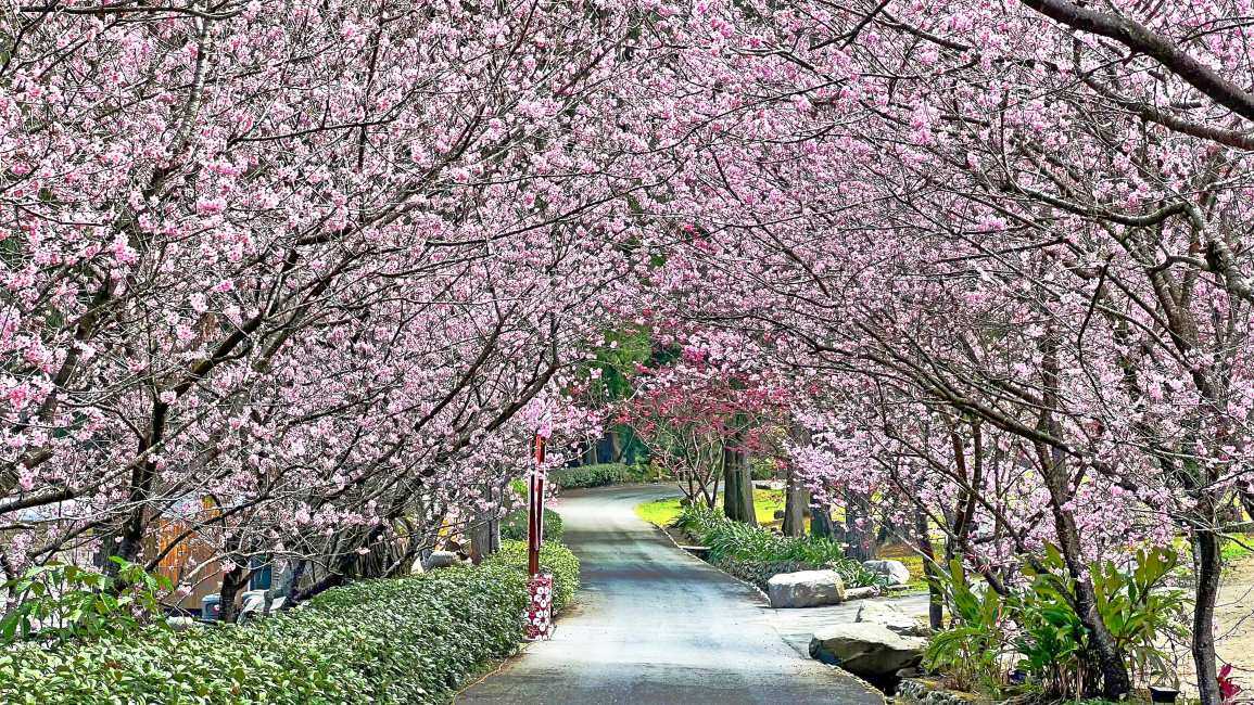 九族文化村全票(門票+來回纜車)