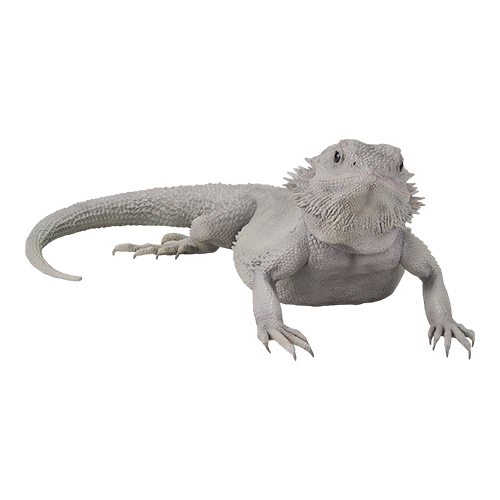 【一番賞線上抽】一番賞 爬蟲類＆兩棲類～Tiny Friends～vol.2 現貨